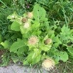 Cirsium oleraceumKvět