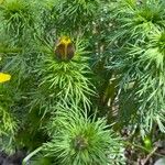 Adonis vernalis Blatt