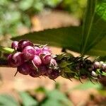 Lantana trifolia Fruit