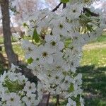 Pyrus calleryana Blüte