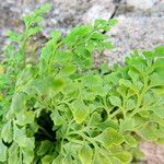 Asplenium ruta-muraria Агульны выгляд