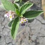 Lippia albaبرگ