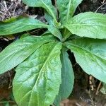 Erigeron pulchellus Leaf