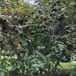 Sorbus latifolia Tervik taim