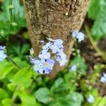 Myosotis arvensisFleur