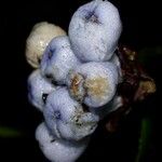 Palicourea glomerulata Fruit