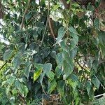 Celtis africana Blad