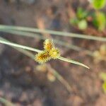 Cyperus subsquarrosus 花