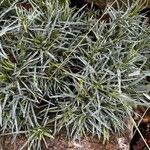 Dianthus plumariusLeaf