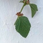 Malvastrum coromandelianum Leaf