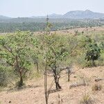 Crotalaria pulchra Hábito