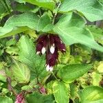 Leycesteria formosa Kwiat