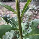Lactuca floridana Corteza