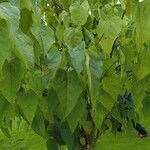 Catalpa bungei Hostoa