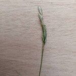 Danthonia decumbens Květ