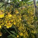 Oncidium sphacelatumFlower