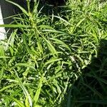 Thevetia neriifolia Hoja