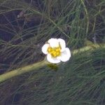 Ranunculus fluitans Blüte