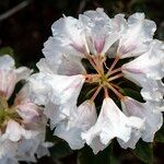 Rhododendron morii Blüte