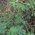 Mimosa diplotricha Φύλλο