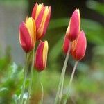 Tulipa clusiana Blüte