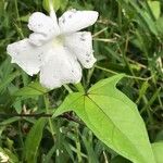 Thunbergia laevis Blomma