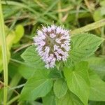 Mentha aquaticaBlüte