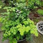 Thalictrum aquilegiifolium Leaf