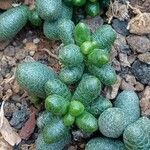 Sedum hernandezii List