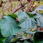 Tilia tomentosa Leaf