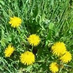 Taraxacum mattmarkense Blomst