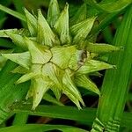 Carex grayi Fruto