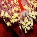 Disocactus ackermannii फूल