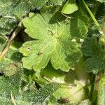 Geranium pyrenaicum Blad