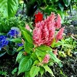 Celosia argentea Flower