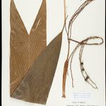 Geonoma leptospadix Hoja