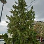 Cupressus nootkatensis Hábitos