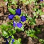 Gentiana calycosa Цветок