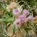 Pluchea sericea Flower