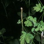 Entada polystachya Hoja