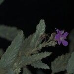 Melochia tomentosa Flower