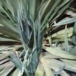Yucca filamentosa Feuille