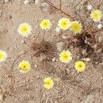 Malacothrix glabrata Flower