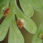 Asplenium hypomelas Leaf