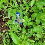 Lupinus subcarnosus Leaf
