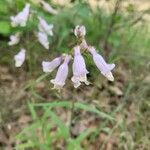 Penstemon laxiflorus Žiedas