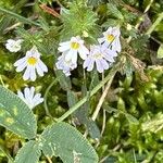 Euphrasia officinalisफूल