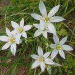 Ornithogalum divergens花