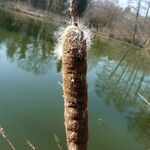 Typha latifolia Gyümölcs