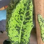Dieffenbachia grayumiana Hoja